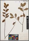 Foto von Salix aurita L.